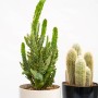 Due cactus in vaso: un cactus Opuntia e un cactus colonnare.