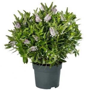 Veronica cespugliosa in vaso con foglie verdi e fiori bianchi.