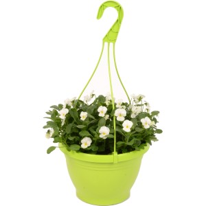 Cesto sospeso di viole cornute con fiori bianchi in vaso verde, piantagione primaverile.