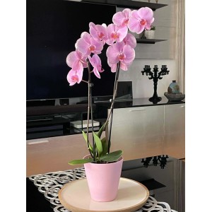 Coprivaso plastica riciclata Ø 15 cm pink
