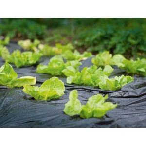 Film pacciamante nero (10 m x 1,5 m) con piante di lattuga nell'aiuola. Il film trattiene calore e umidità.