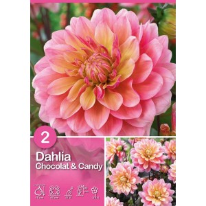 Dalia Chocolat e Candy Rosa con Giallo, un fiore estivo bicolore per aiuole e vasi.