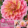 Dalia Chocolat e Candy Rosa con Giallo, un fiore estivo bicolore per aiuole e vasi.
