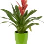Mix di bromelie in vaso di ceramica verde, Ø vaso ca. 13 cm. Pianta d'appartamento decorativa con fiore rosso.