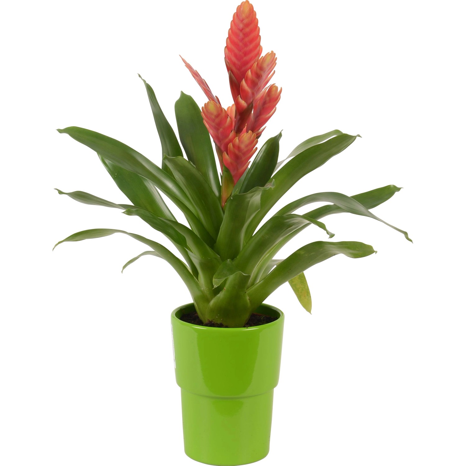 Mix di bromelie in vaso di ceramica verde, Ø vaso ca. 13 cm. Pianta d'appartamento decorativa con fiore rosso.