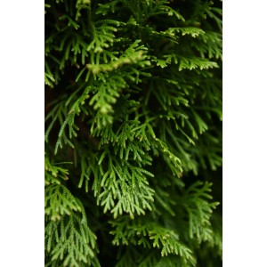 Primo piano di una pianta da siepe verde t.b.t.