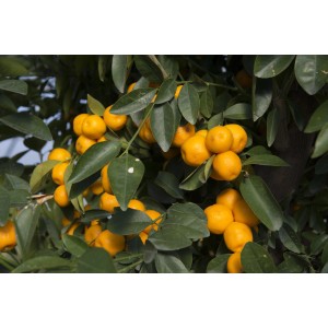 Primo piano di un albero da frutto t.b.t. con frutti maturi arancioni e foglie verdi.