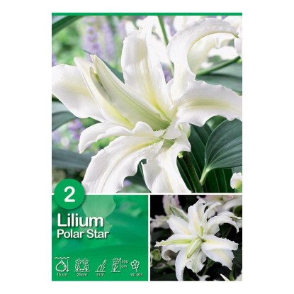 Lilium "Polar Star"