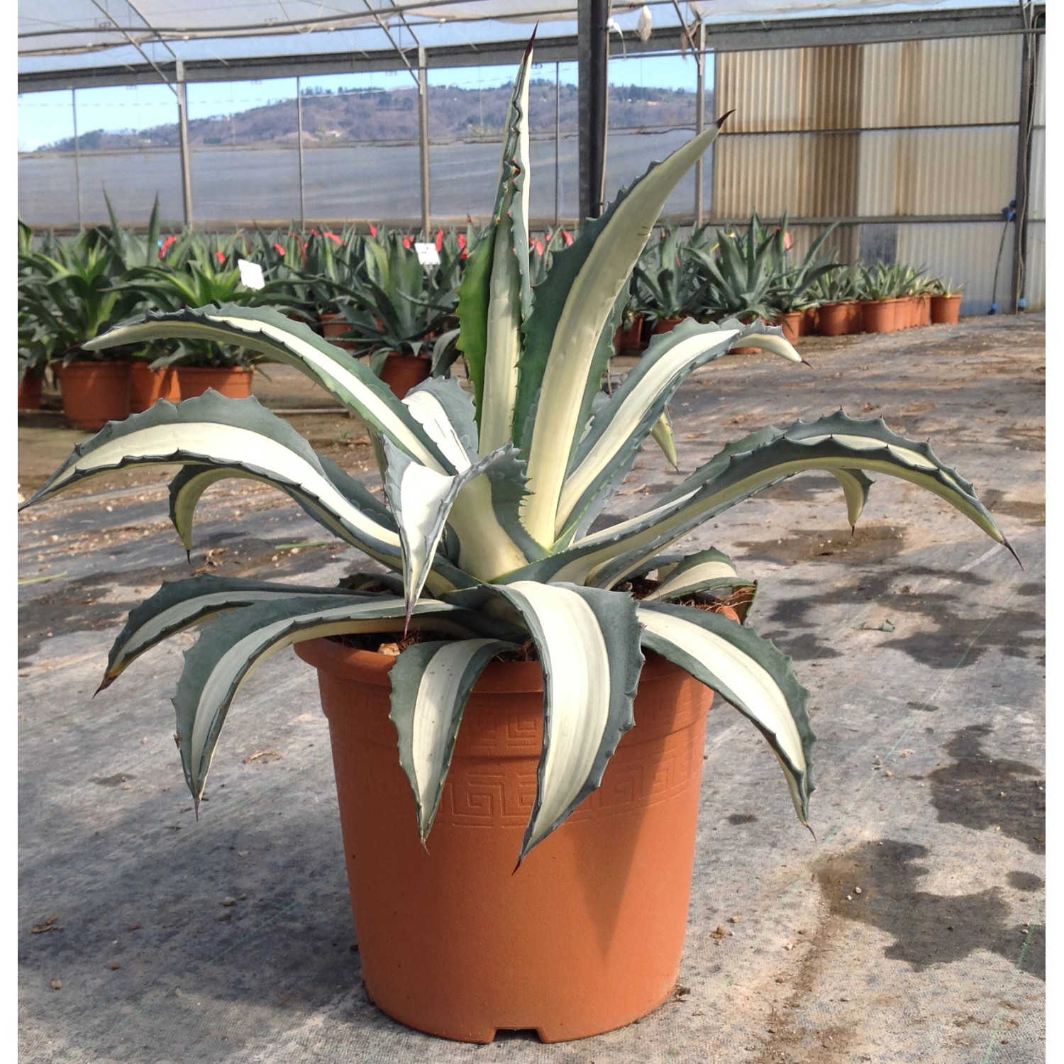 Agave americana Mediopicta OBI