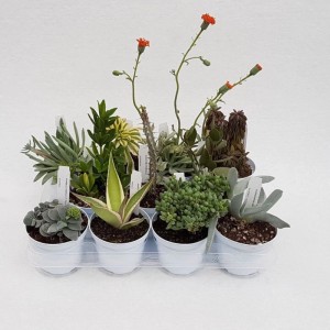 Piante grasse collezione succulente vaso Ø 10 cm