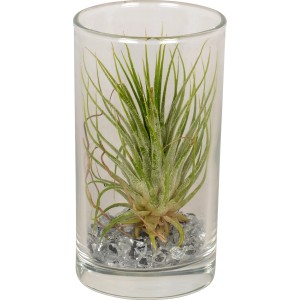 Composizione di Tillandsia in vetro, vaso Ø 10cm, con pietre decorative. Pianta decorativa da interno.