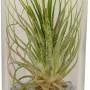 Composizione di Tillandsia in vetro, vaso Ø 10cm, con pietre decorative. Pianta decorativa da interno.