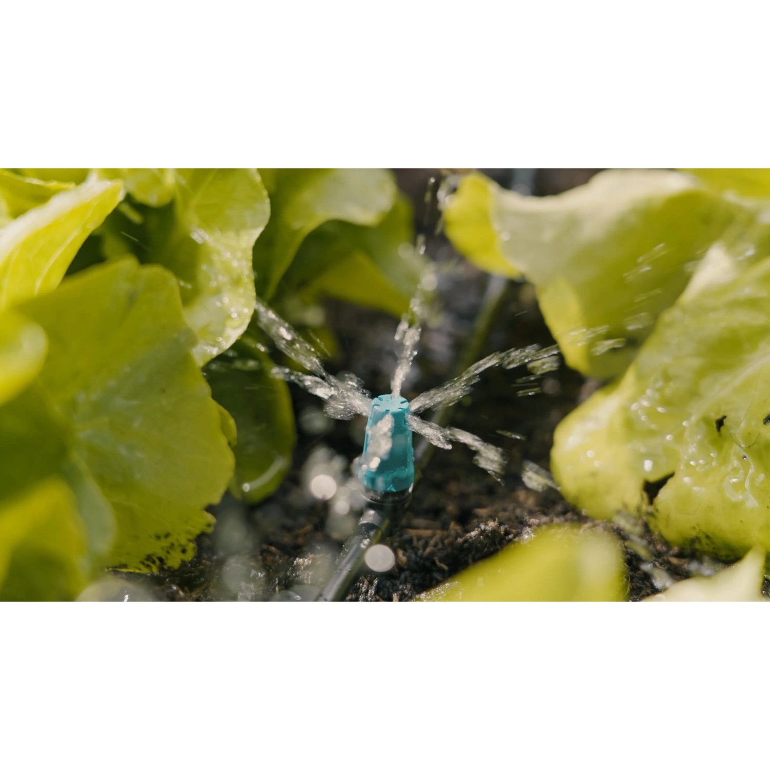 Irrigazione con ugello a spruzzo t.b.t. in giardino. Raccordi irrigazione.
