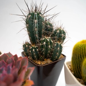 Cactus t.b.t. in vaso, pianta da interno.