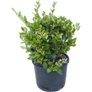 Ligustro verde (t.b.t.) in vaso. Pianta da siepe sempreverde per giardino e balcone.