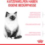 Royal Canin Kitten cibo secco: Immagine di un gatto giovane che promuove il prodotto.