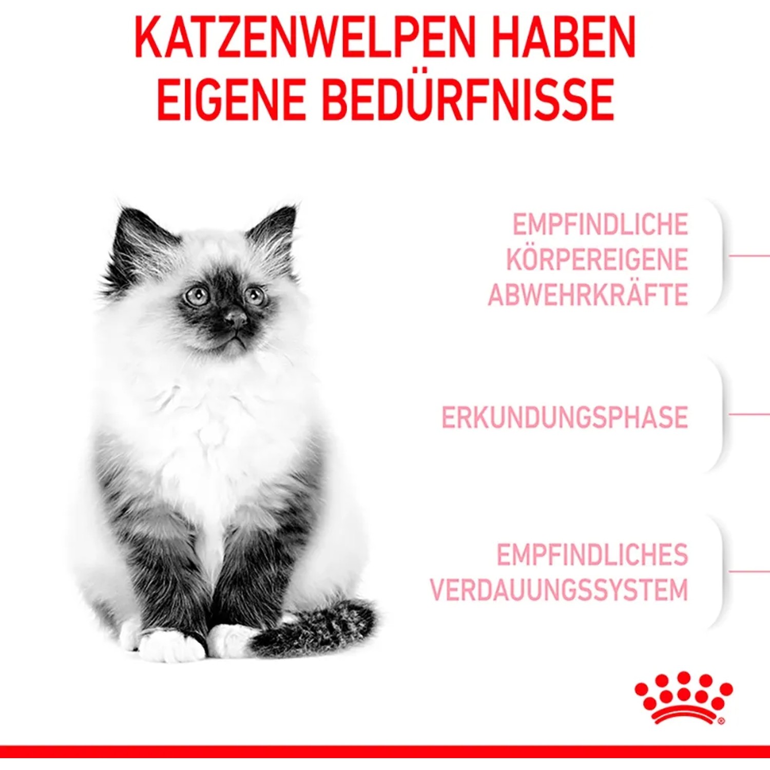 Royal Canin Kitten cibo secco: Immagine di un gatto giovane che promuove il prodotto.