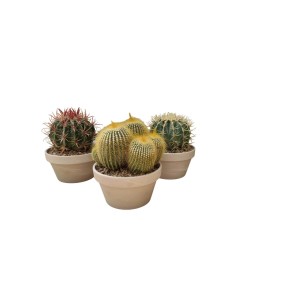 Vari cactus in vaso, mix di piante grasse.