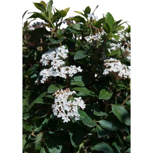 Arbusto di Viburno in fiore con fiori bianchi.