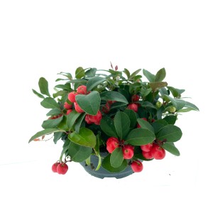 T.b.t. pianta da interno con bacche rosse e foglie verdi in vaso.