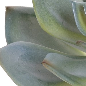 Primo piano di una pianta succulenta, dettaglio delle foglie. Accessorio per piante e vasi.