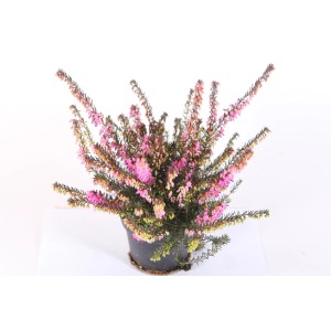 Erica & Calluna in vaso con fiori rosa.