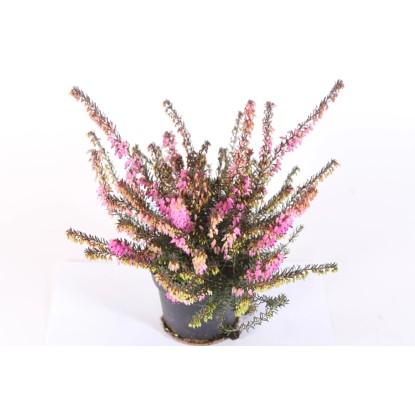 Erica Gracilis vaso Ø cm 11