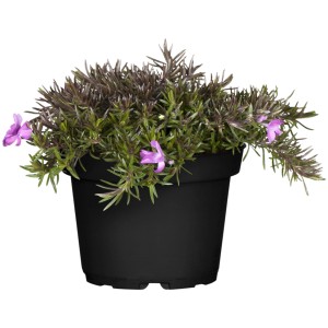 Phlox strisciante da giardino (Phlox) in vaso, ca. 13 cm di diametro, con delicati fiori viola.