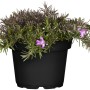 Phlox strisciante da giardino (Phlox) in vaso, ca. 13 cm di diametro, con delicati fiori viola.