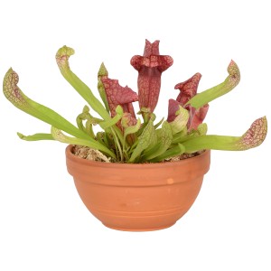 Sarracenia in vaso di terracotta, pianta carnivora con ascidi verdi e rossi.
