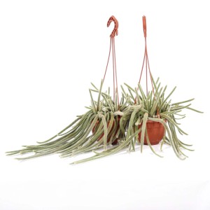 Aporocactus flagelliformis piante grasse vaso basket Ø 14 cm