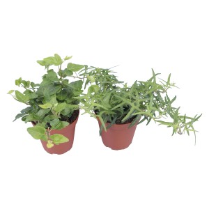 Due piante di edera (Hedera helix) in vaso, varietà diverse.