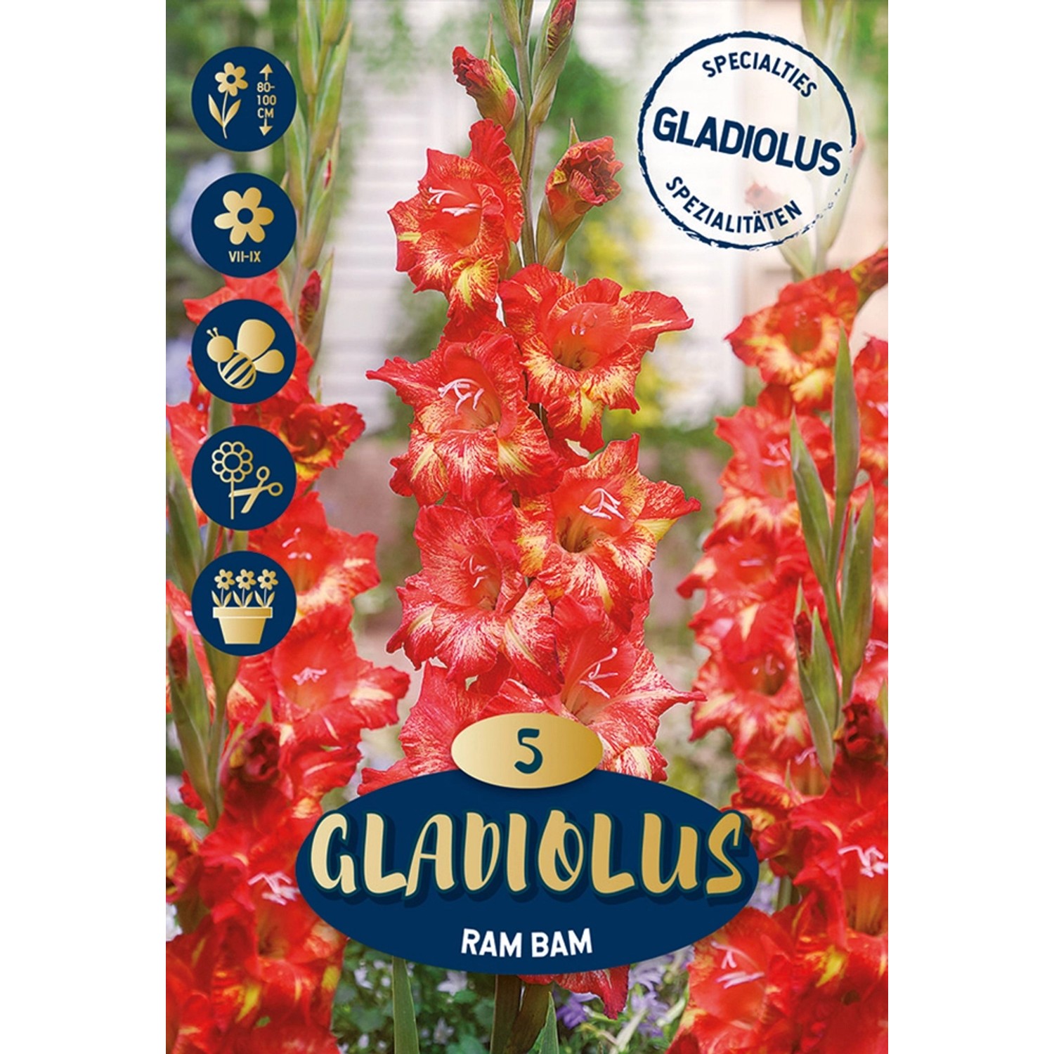 Gladioli Ram Bam con fiori rosso-arancio-gialli, ideale come fiore reciso per aiuole e vasi.