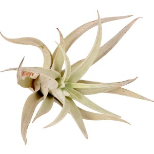 Tillandsia Mix, diverse varietà di questa pianta d'appartamento decorativa e facile da curare.