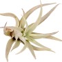 Tillandsia Mix, diverse varietà di questa pianta d'appartamento decorativa e facile da curare.