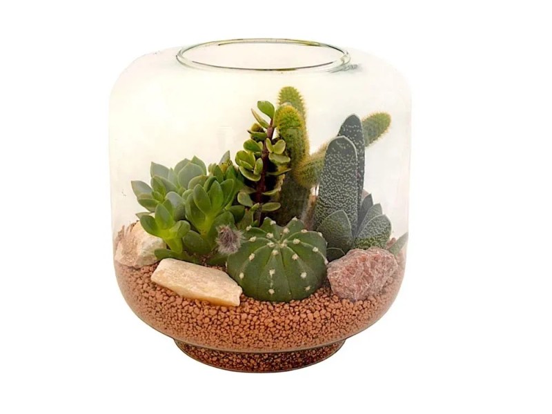Composizione Piante Grasse Incantevole ø 25 Cm Acquista Da Obi