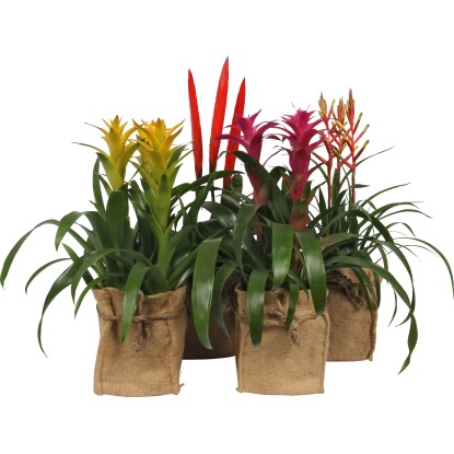 Bromelia in sacchetto di iuta in vaso Ø 14 cm