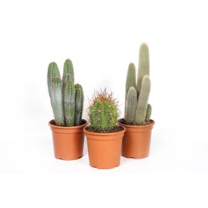 Tre diversi cactus in vasi marroni. Piante da interno, succulente.