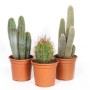 Tre diversi cactus in vasi marroni. Piante da interno, succulente.