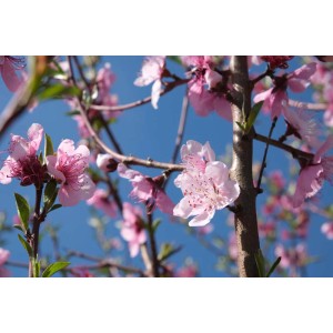 Primo piano di fiori di pesco rosa (t.b.t.) su sfondo di cielo blu.