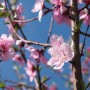Primo piano di fiori di pesco rosa (t.b.t.) su sfondo di cielo blu.