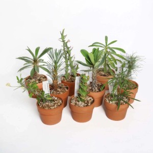Euphorbia piante grasse da collezione vaso terracotta Ø 10,5 cm