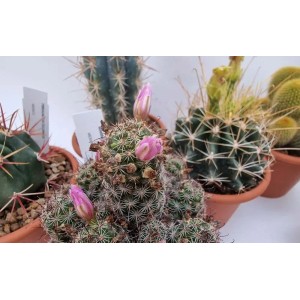 Vari cactus, tra cui un cactus in fiore con fiori rosa, in vaso.