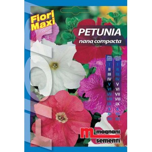 Confezione di semi di Petunia 'Nana Compacta', vari colori.