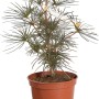 Bonsai di pino in vaso, pianta da interno.