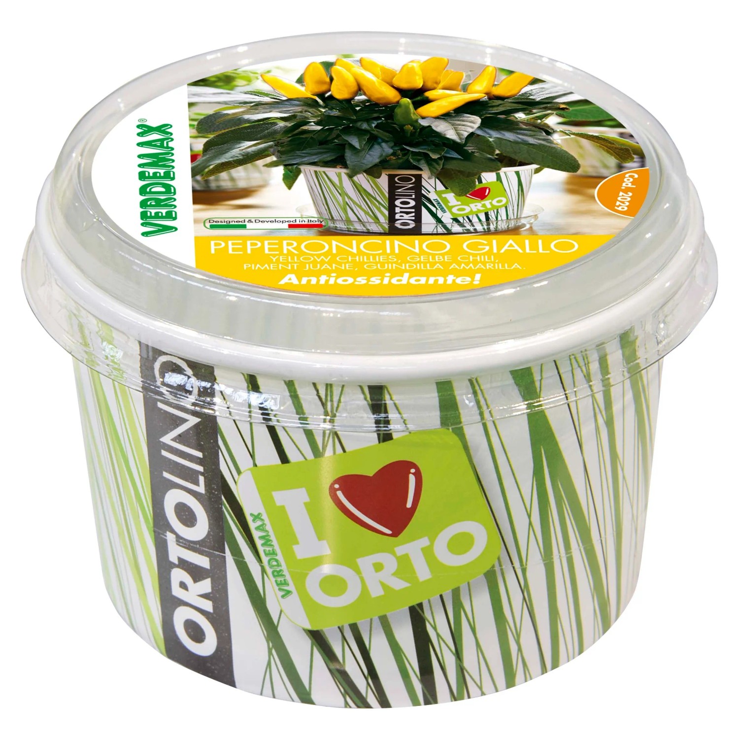 Pianta di peperoncino giallo in vaso, varietà t.b.t., per l'orto.