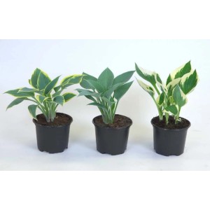 Pianta Hosta vaso 13 cm