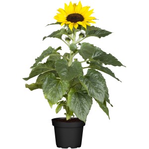 Girasole 'Sunsation Multiflower' in vaso, fiori gialli e foglie verdi. Pianta estiva per giardino e balcone.