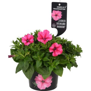 Petunia Sanguna Hot Rose Vein in vaso, pianta pensile rosa per balcone e vaso.