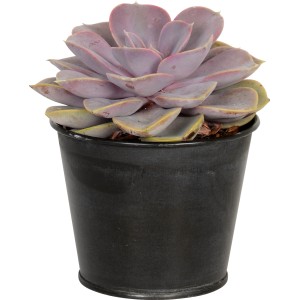 Succulenta in vaso di zinco, Ø 9cm, foglie viola, pianta d'appartamento facile da curare.